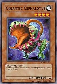 Gigantic Cephalotus (25) (CSOC) - YuGiOh Single